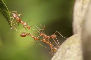 Insekten: 3D-Druck führt uns in eine geheimnisvolle Welt